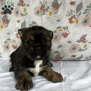 Noel, French Bulldog Mix Puppy