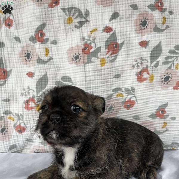 Noel, French Bulldog Mix Puppy