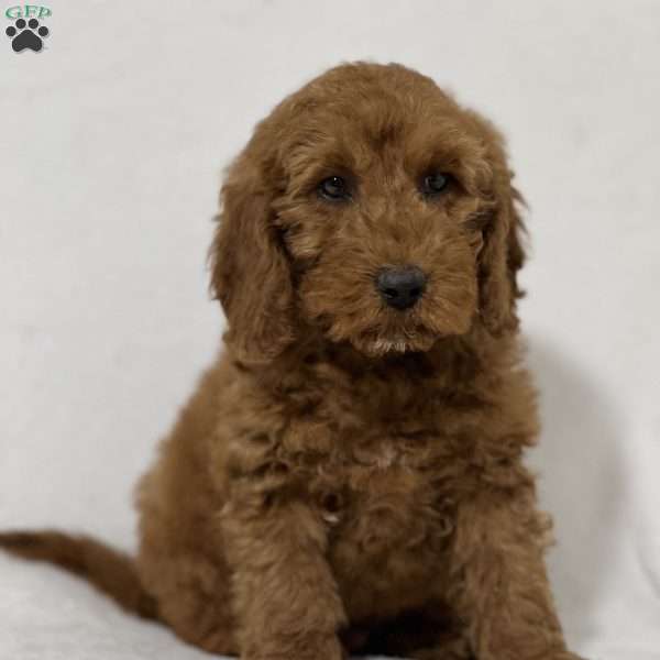 Teddy, Mini Goldendoodle Puppy