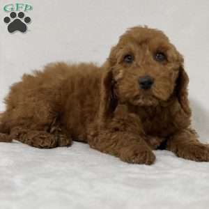 Teddy, Mini Goldendoodle Puppy