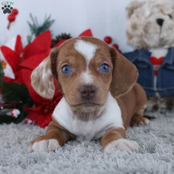 Holly, Dachshund Puppy