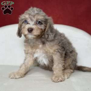 Drummer, Cavapoo Puppy