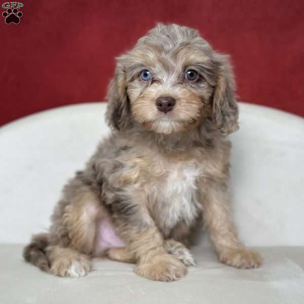 Drummer, Cavapoo Puppy