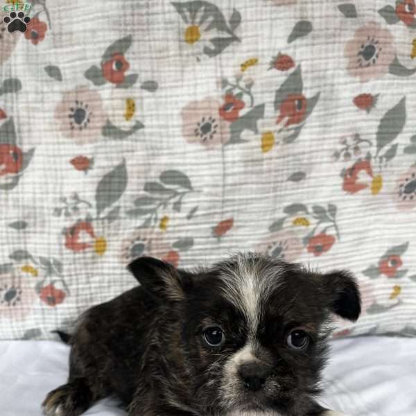 Zayla, French Bulldog Mix Puppy