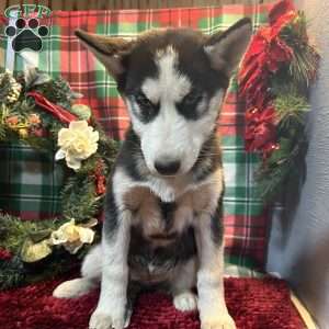 Molly, Siberian Husky Puppy