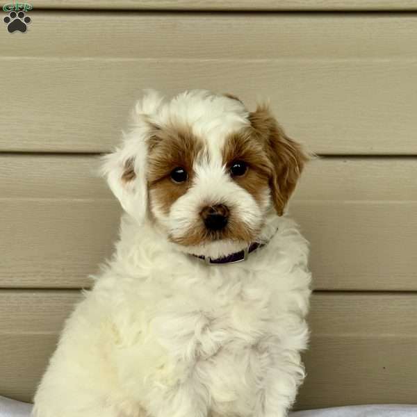 Gomez, Mini Bernedoodle Puppy