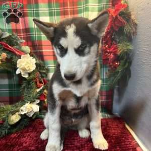 Molly, Siberian Husky Puppy