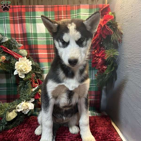 Molly, Siberian Husky Puppy