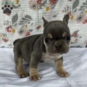 Evy, French Bulldog Puppy