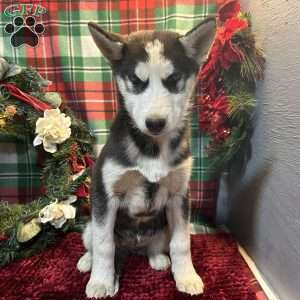 Molly, Siberian Husky Puppy