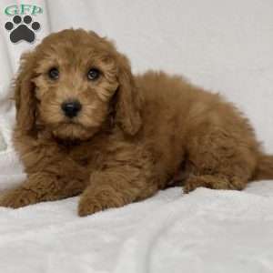 Tyler, Mini Goldendoodle Puppy