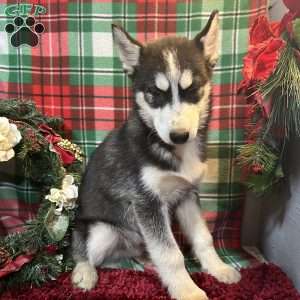 Chase, Siberian Husky Puppy