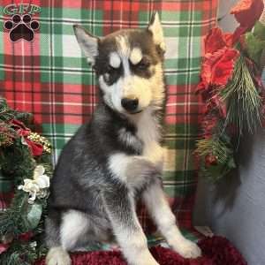 Chase, Siberian Husky Puppy