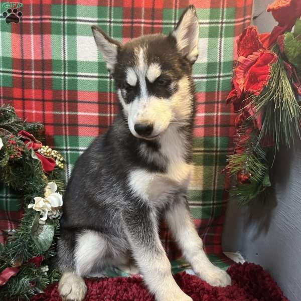 Chase, Siberian Husky Puppy