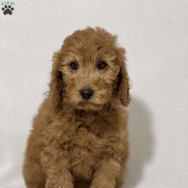 Tyler, Mini Goldendoodle Puppy