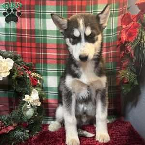 Chase, Siberian Husky Puppy