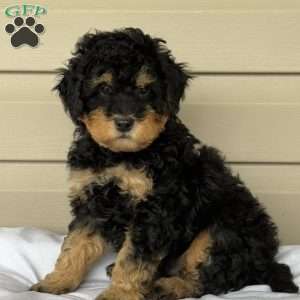 Gus, Mini Bernedoodle Puppy