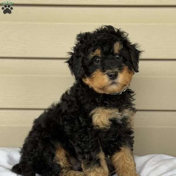 Gus, Mini Bernedoodle Puppy