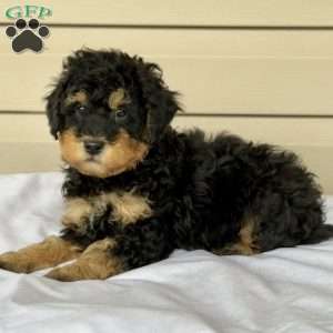 Gus, Mini Bernedoodle Puppy