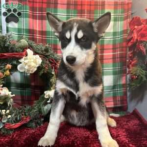 Rex, Siberian Husky Puppy