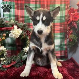 Rex, Siberian Husky Puppy