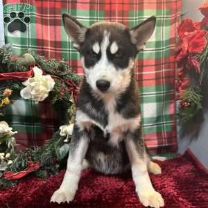 Rex, Siberian Husky Puppy