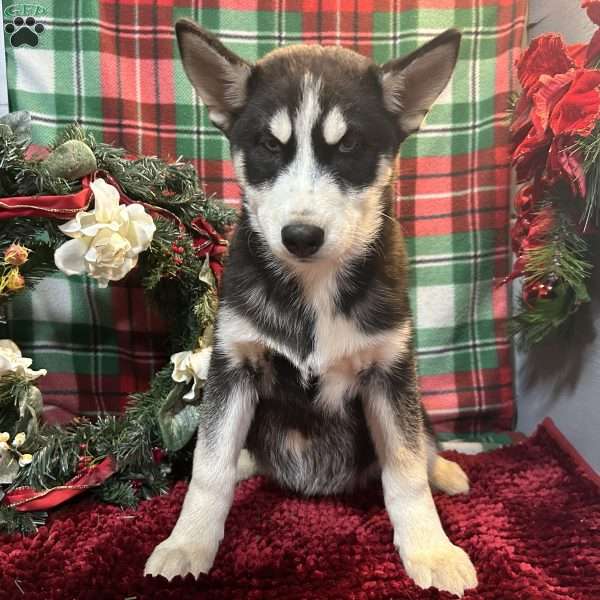 Rex, Siberian Husky Puppy