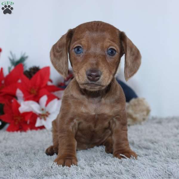 Hope, Dachshund Puppy