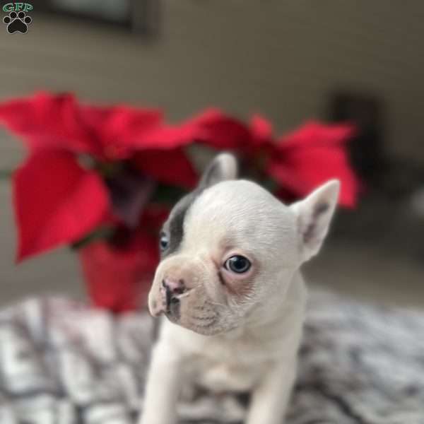 Chandler, Frenchton Puppy