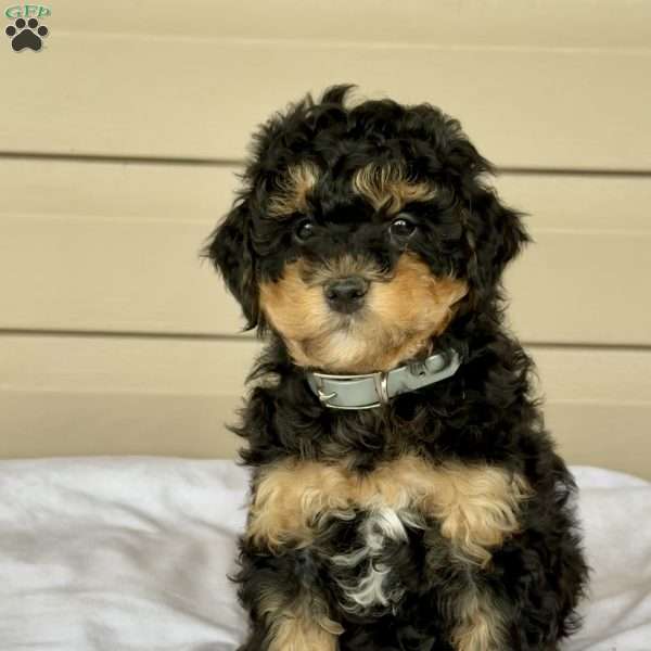 Gizmo, Mini Bernedoodle Puppy