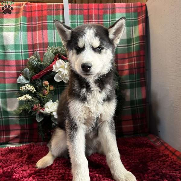 Cash, Siberian Husky Puppy