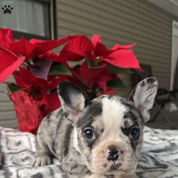 Noel, Frenchton Puppy