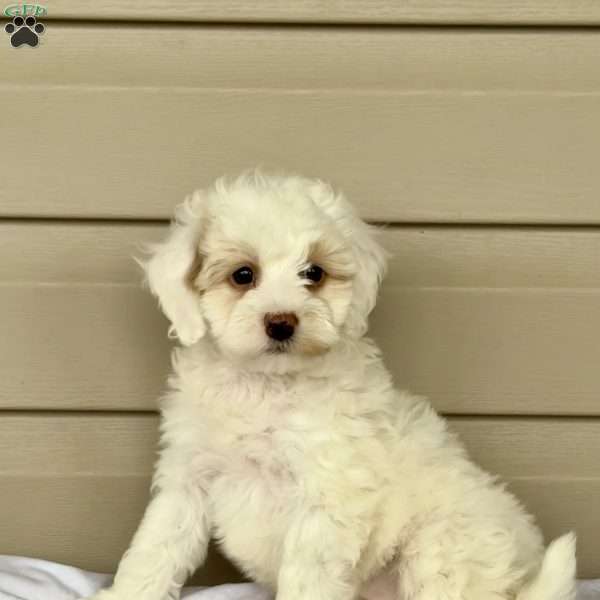 Gigi, Mini Bernedoodle Puppy