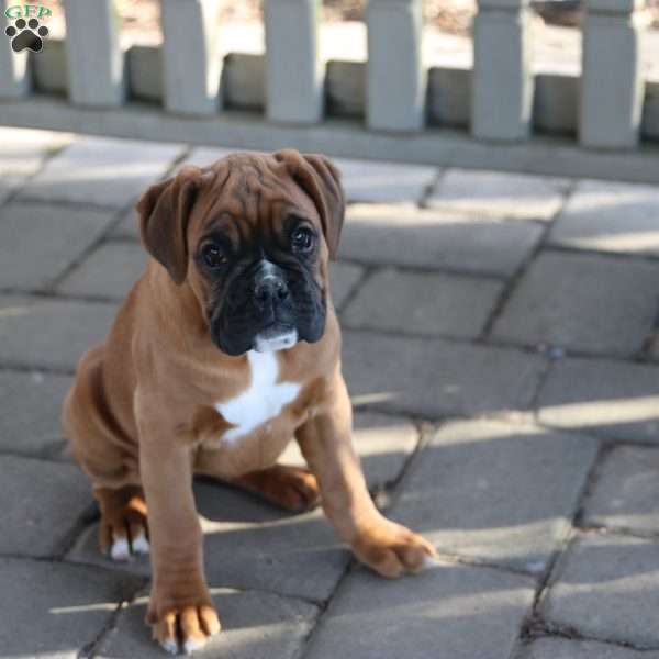 Zoey, Boxer Puppy