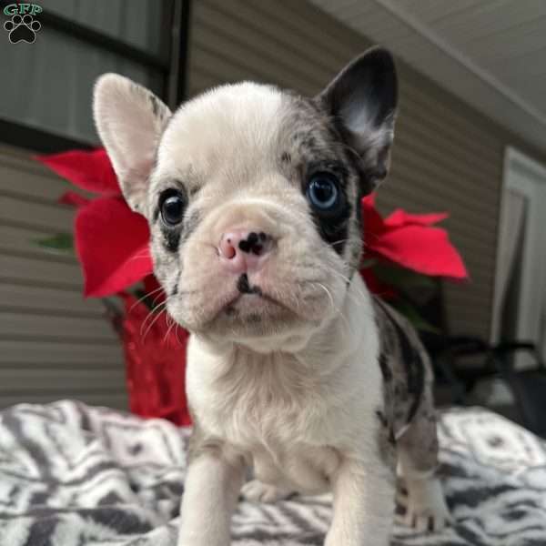 Holly, Frenchton Puppy