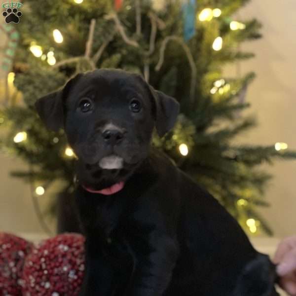 Carey, Golden Retriever Mix Puppy