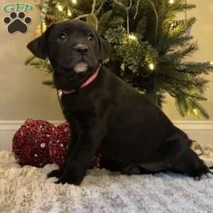 Carey, Golden Retriever Mix Puppy