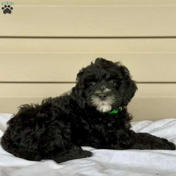 Gabi, Mini Bernedoodle Puppy