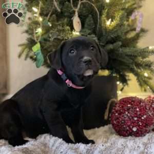 Carey, Golden Retriever Mix Puppy