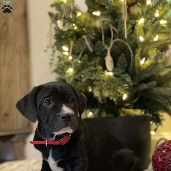 Coby, Golden Retriever Mix Puppy