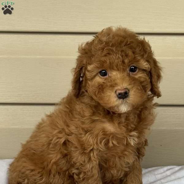 Ginger, Mini Bernedoodle Puppy