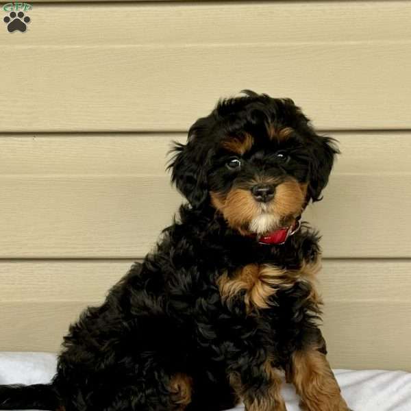 Ginny, Mini Bernedoodle Puppy