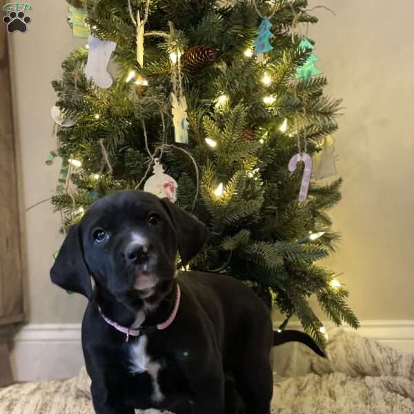 Callie, Golden Retriever Mix Puppy