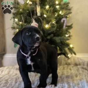 Callie, Golden Retriever Mix Puppy