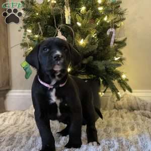 Callie, Golden Retriever Mix Puppy