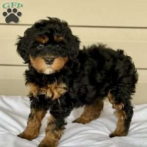 Ginny, Mini Bernedoodle Puppy