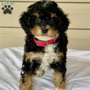 Gracie, Mini Bernedoodle Puppy