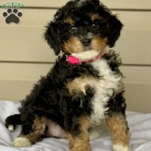 Gracie, Mini Bernedoodle Puppy