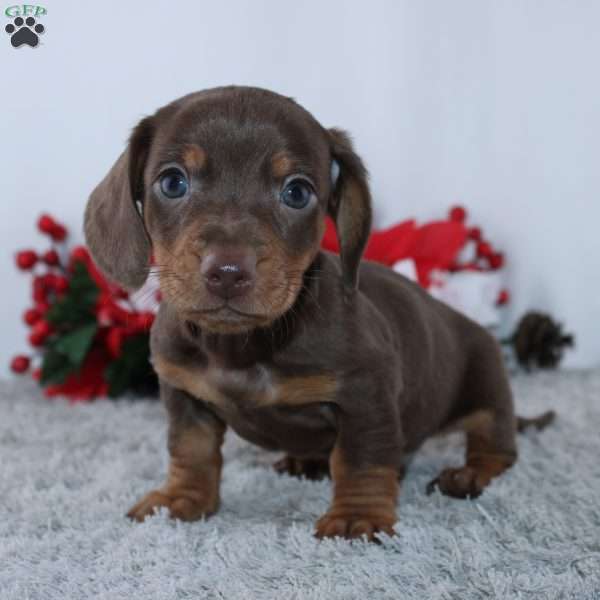 Hero, Dachshund Puppy