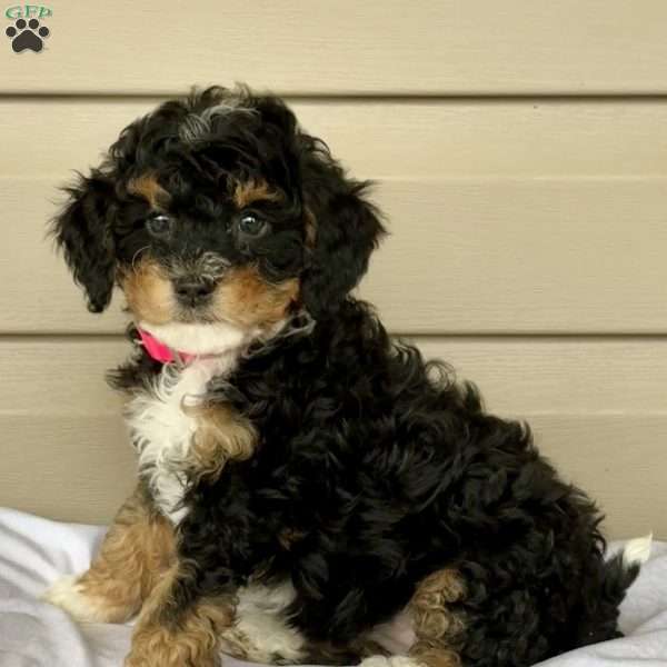 Gracie, Mini Bernedoodle Puppy